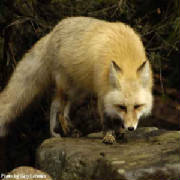 Red Fox in New Jersey - Photo: Gary Lehman