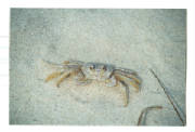 Ghost Crab @ the Jersey Shore