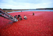 Cranberry Production in New Jersey