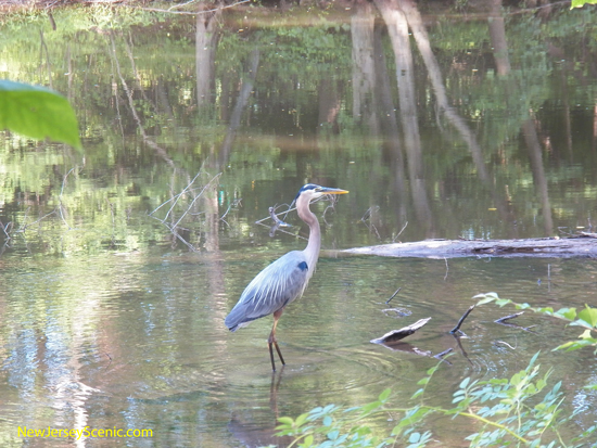 great_blue_heron_at_D_and_R_Canal.JPG